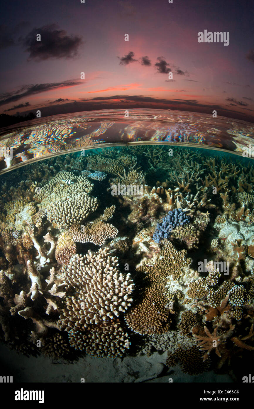 Reef sotto la superficie di acque poco profonde, al tramonto, ricoperta di coralli duri, spazzola Coral (Acropora hyacinthus) robuste Acropora (Acropora robusta) e altri Acropora, Maldive, Oceano Indiano Foto Stock