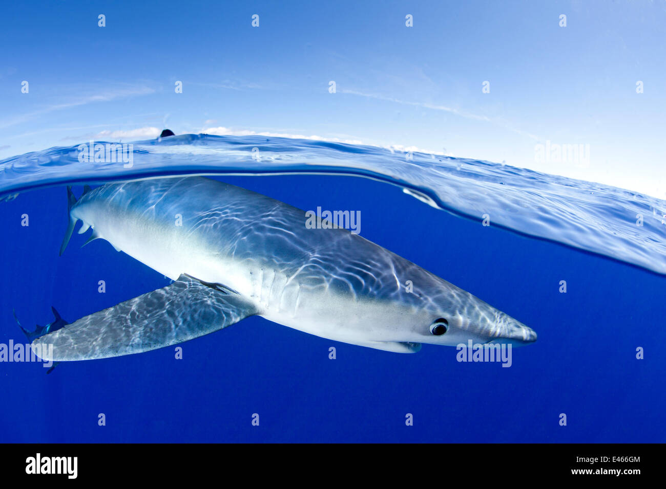 Immagine sdoppiata della verdesca (Prionace glauca) vicino alla superficie, isola Pico, Azzorre, Portogallo, Oceano Atlantico, Luglio Foto Stock