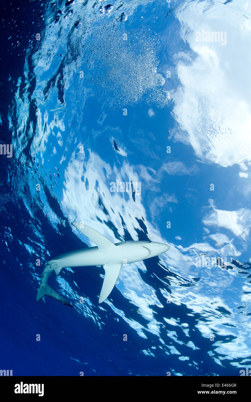 Verdesca (Prionace glauca) visto dal di sotto, con Snell effetto finestra, isola Pico, Azzorre, Portogallo, Oceano Atlantico Foto Stock