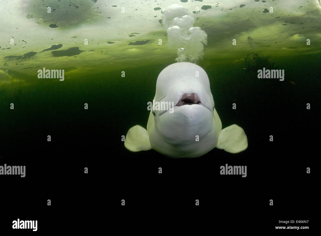 Il Beluga whale (Delphinapterus leucas) nuotare sotto il ghiaccio ed espirando aria, con scuba diver in background, Circolo Polare Artico Dive Center, Mare Bianco, Carelia, Russia settentrionale, captive Foto Stock