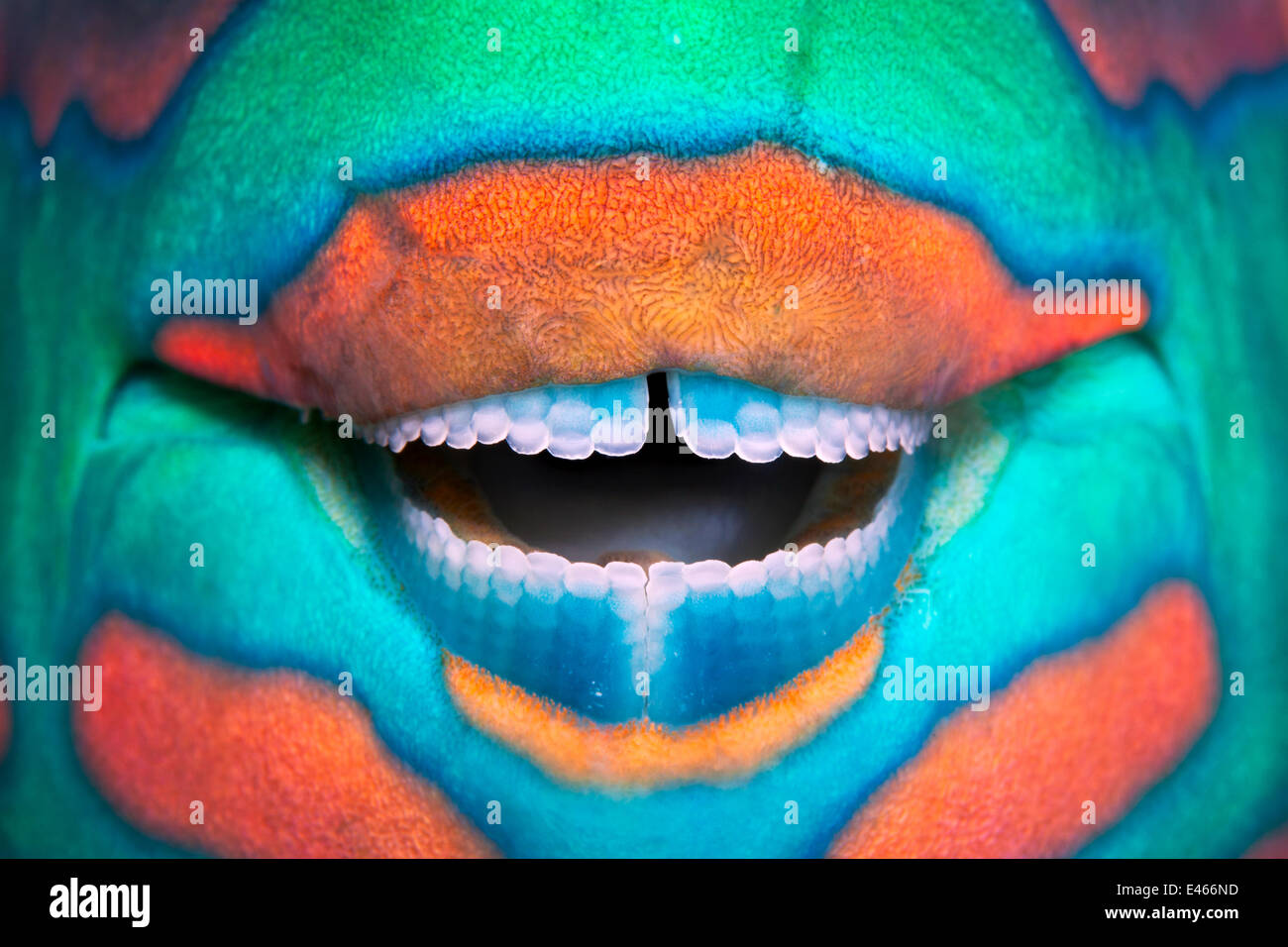 Imbrigliati pesci pappagallo (Scarus frenatus) clownesca grin rivela i suoi strumenti di potenza: il digrignamento dei denti utilizzati per raschiare le alghe dal rock, Maldive, Oceano Indiano Foto Stock