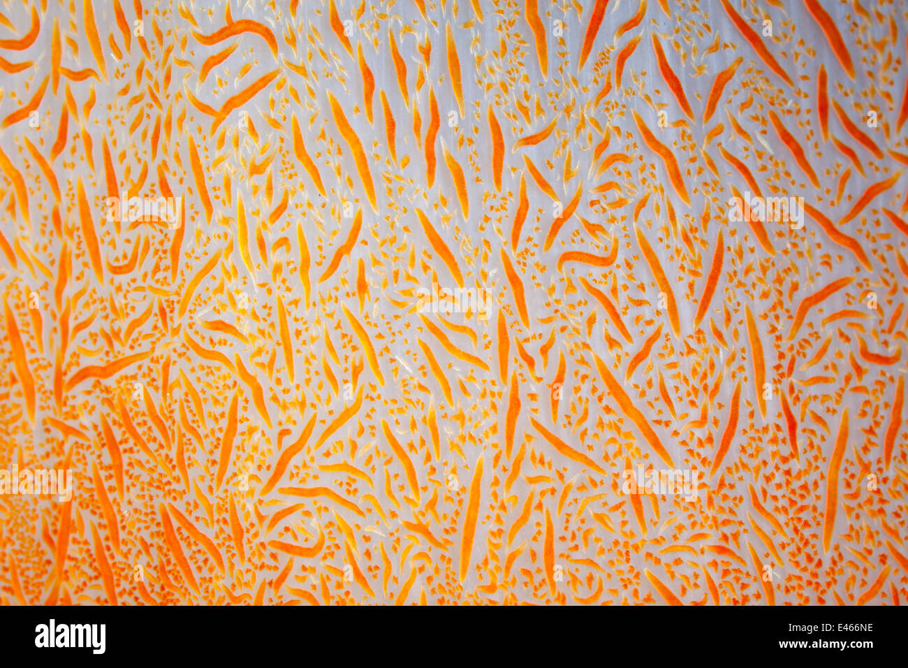 Close up dettaglio di soft coral (Dendronephthya sp.), Maldive, Oceano Indiano Foto Stock