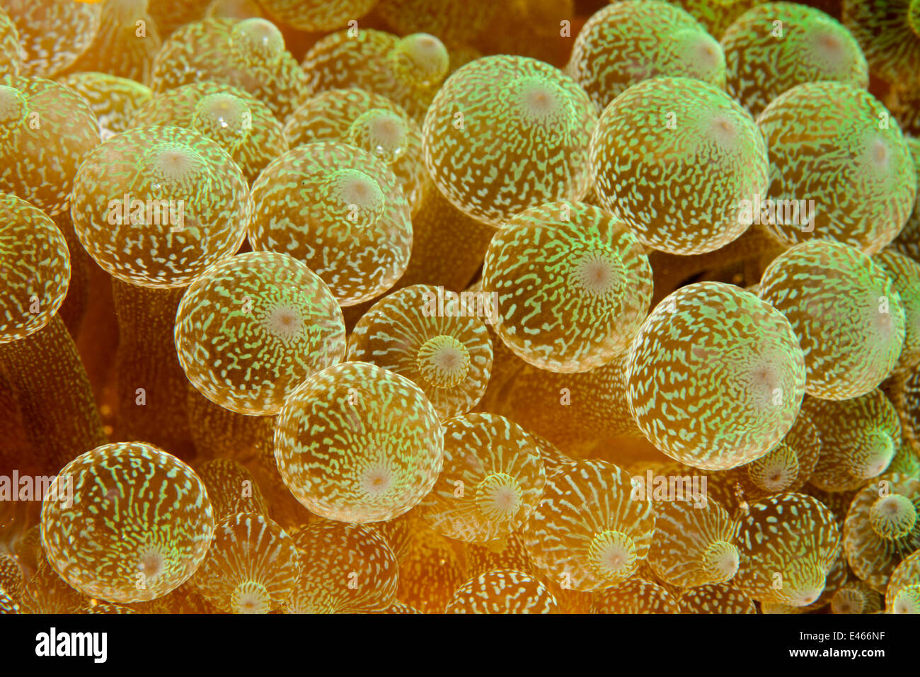 La lampadina tentacolo anemone marittimo (Entacmaea quadricolor) close up dettaglio, Maldive, Oceano Indiano Foto Stock