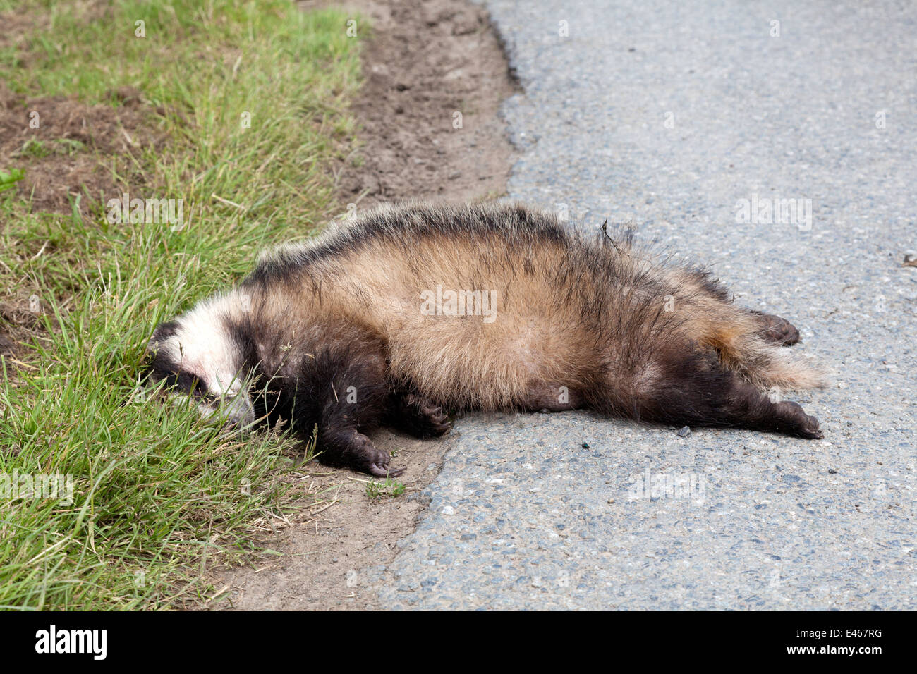 Dead badger accanto alla strada, Pembrokeshire Foto Stock