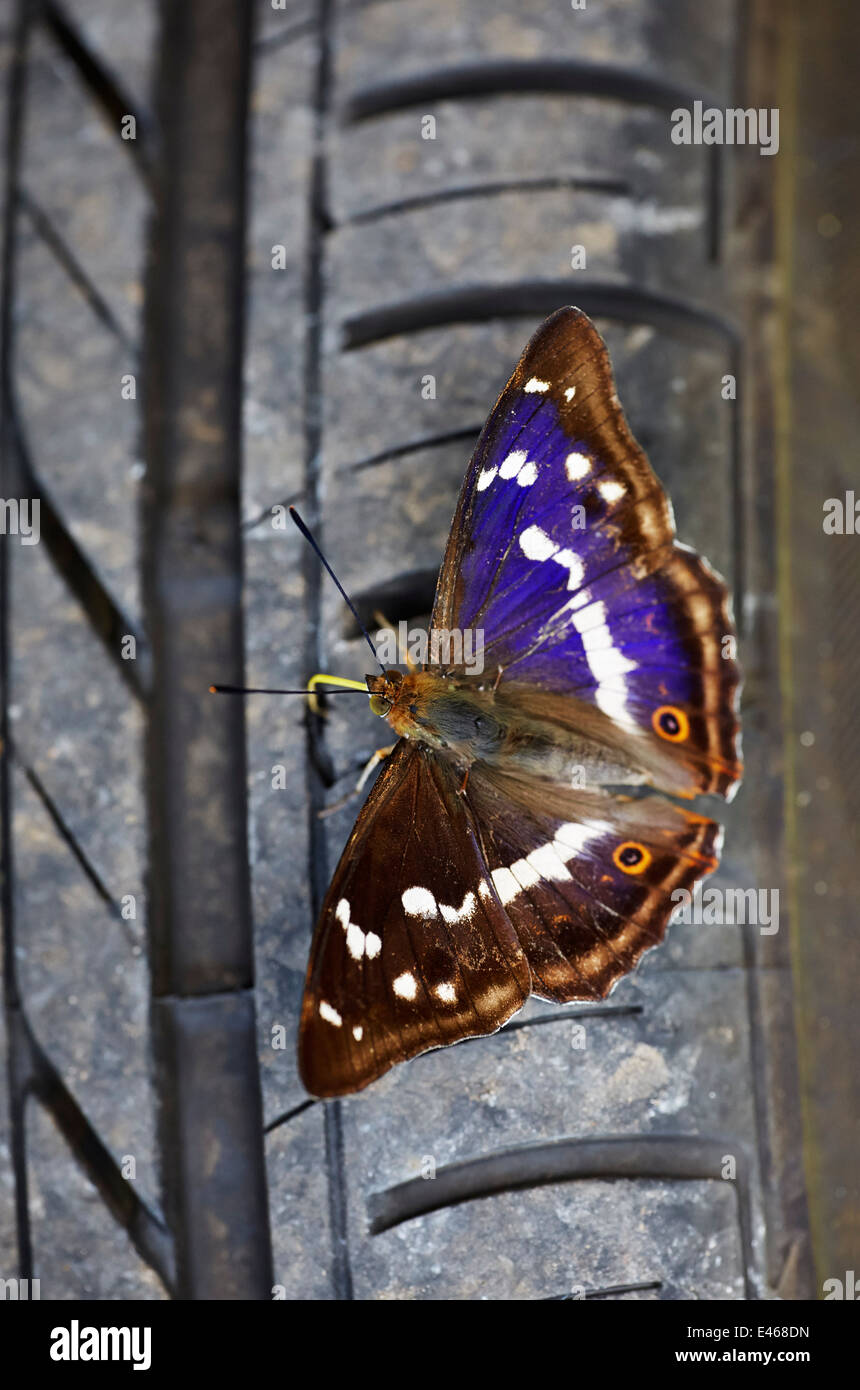 Viola imperatore butterfly sondare un pneumatico per automobile con la sua proboscide. Bookham comune, Surrey, Inghilterra Foto Stock