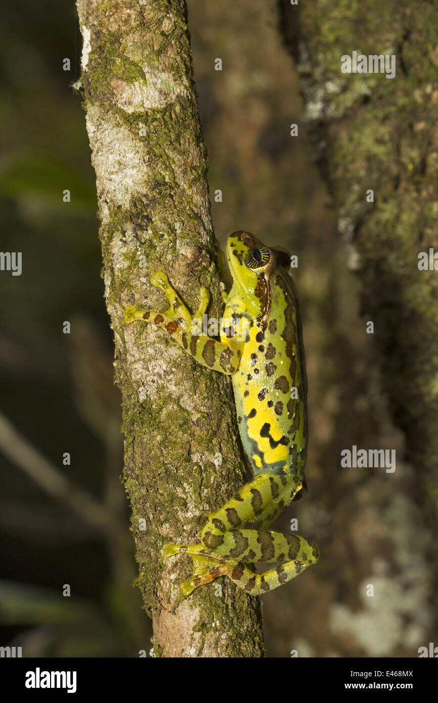 La variabile di scorrevolezza della rana, Ghatixalus variablis, comune Eravikulam National Park, Kerala Foto Stock