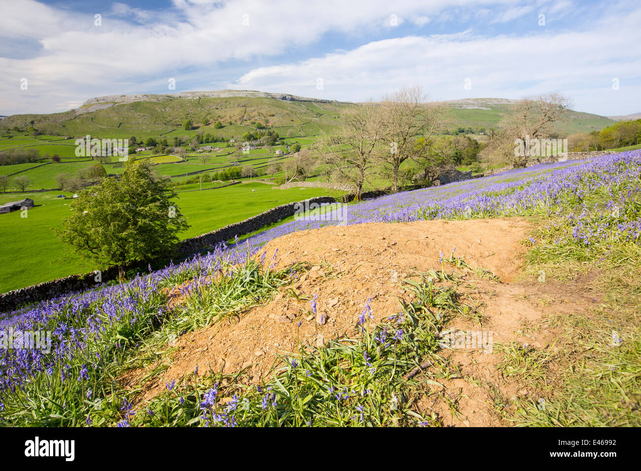 Un Badger Sett tra Bluebells crescendo su una collina calcarea in Yorkshire Dales National Park, Regno Unito. Foto Stock