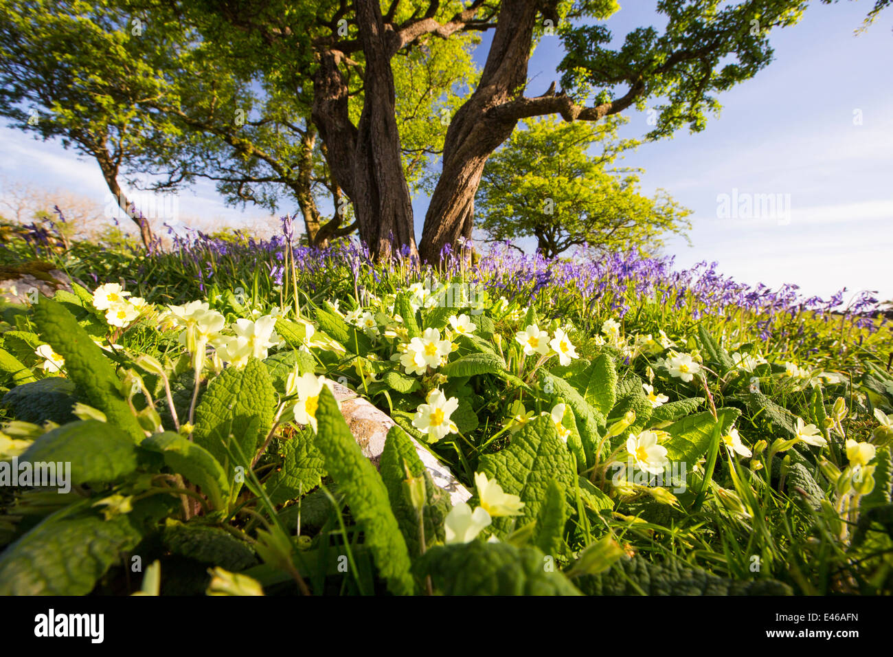 Le Primule e le Bluebells crescendo su una collina calcarea in Yorkshire Dales National Park, Regno Unito. Foto Stock