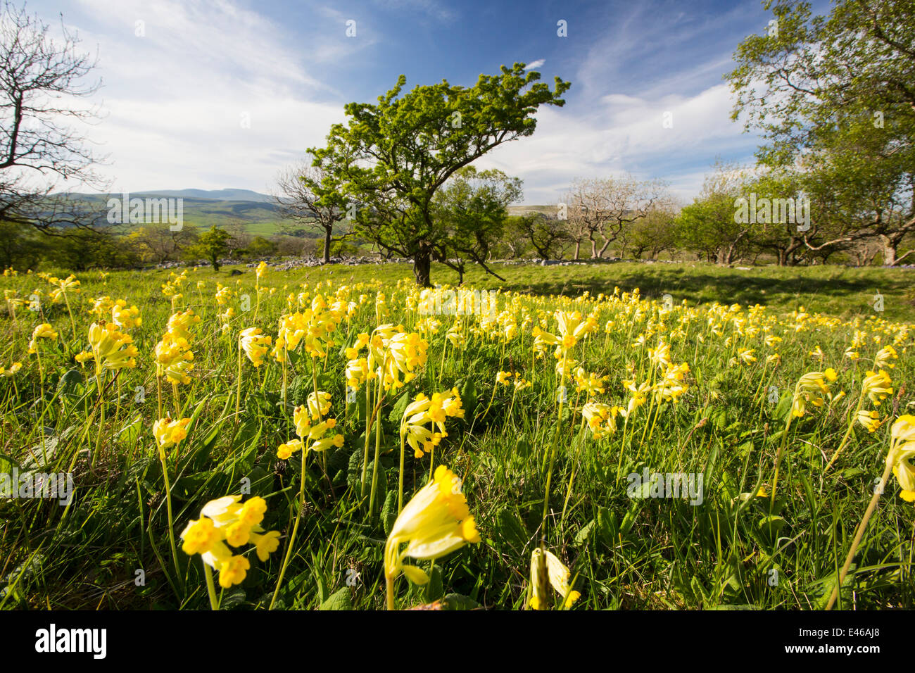 Cowslips (Primula veris) cresce su una collina calcarea in Yorkshire Dales National Park, Regno Unito. Foto Stock