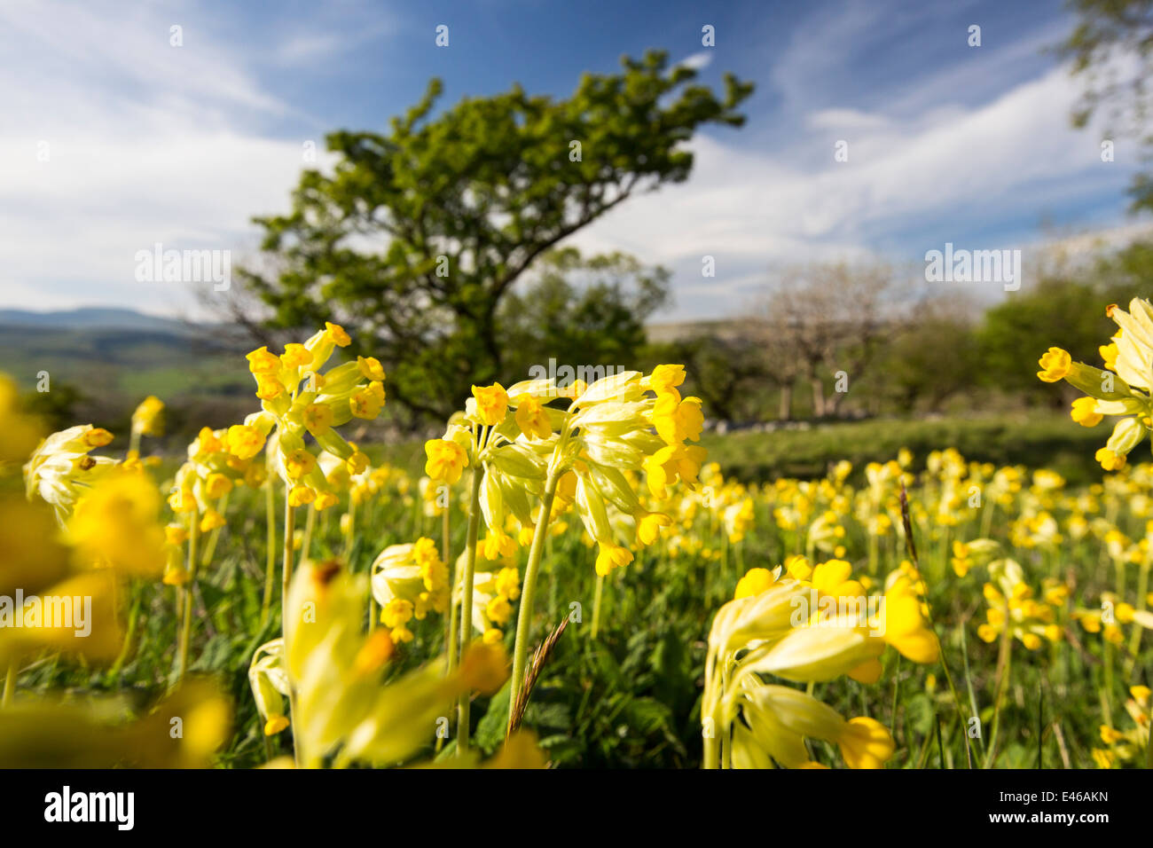 Cowslips (Primula veris) cresce su una collina calcarea in Yorkshire Dales National Park, Regno Unito. Foto Stock