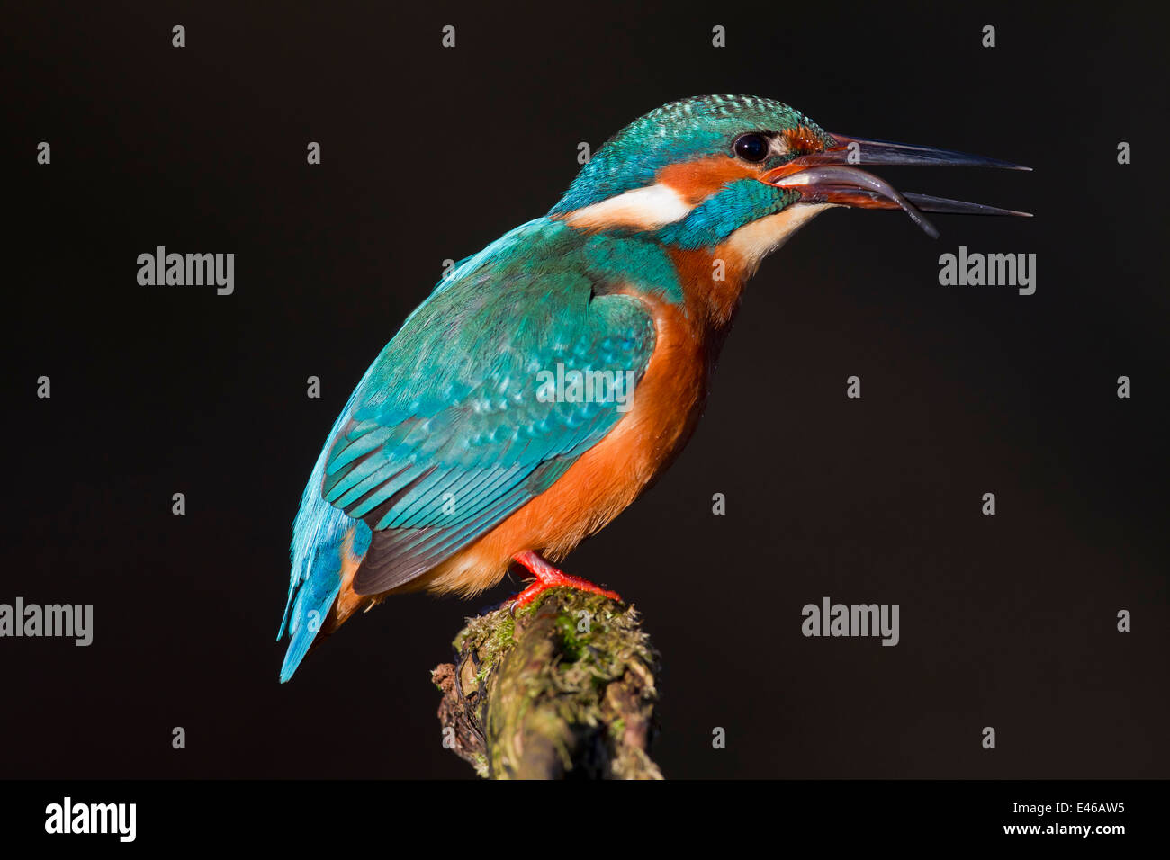 Comuni / kingfisher Eurasian kingfisher (Alcedo atthis) appollaiato sul ramo e la deglutizione pesce pescato testa prima Foto Stock