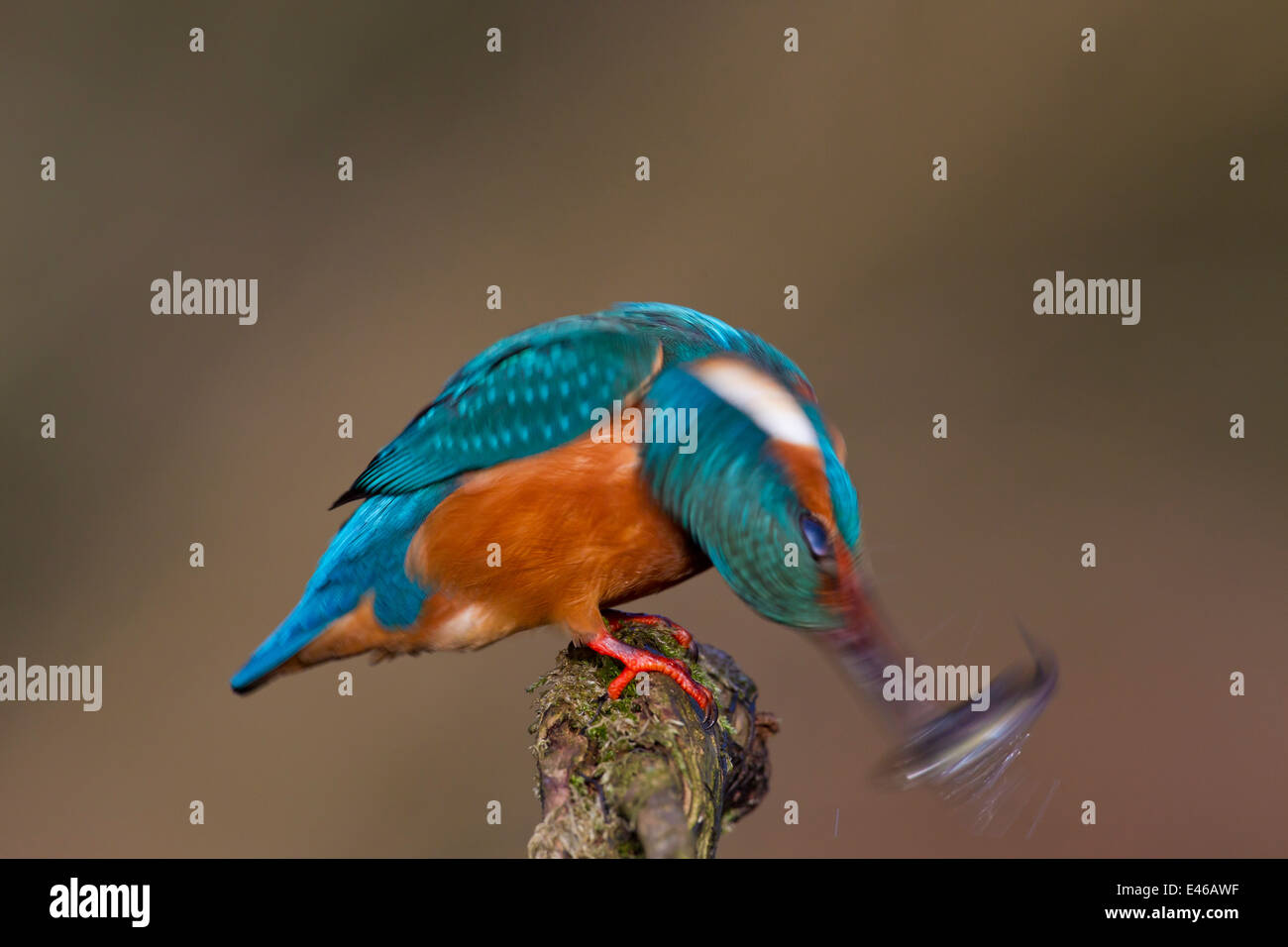 Comune / Eurasian kingfisher (Alcedo atthis) appollaiato sul ramo e girando di pesce pescato mid-aria di ingerirla testa prima Foto Stock