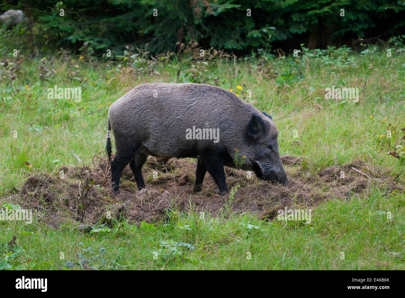 Il cinghiale (Sus scrofa) seminare nella foresta il radicamento del terreno in cerca di cibo Foto Stock