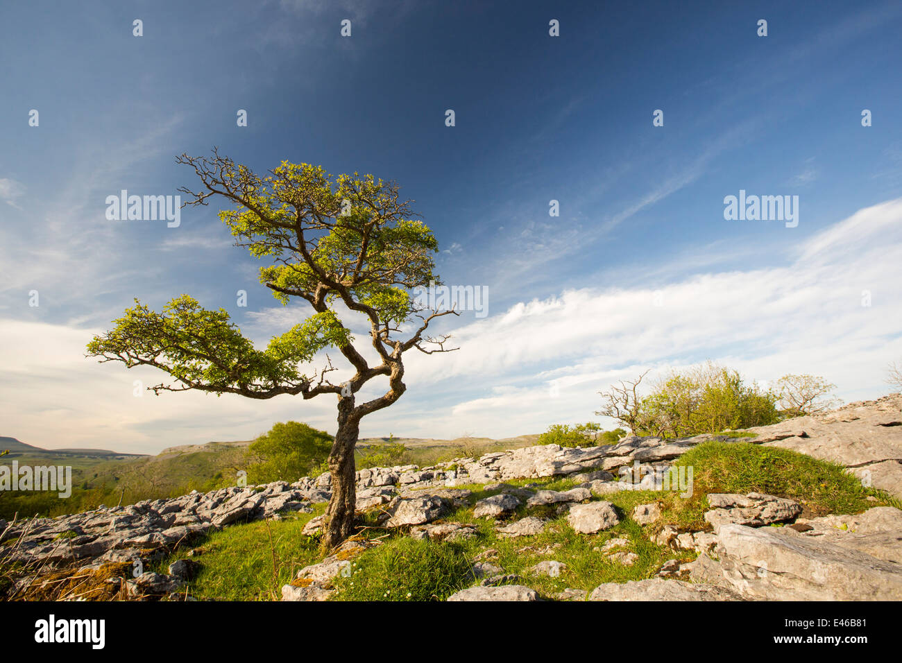 Un albero di biancospino sul marciapiede di calcare su una collina nel Yorkshire Dales National Park, Regno Unito. Foto Stock