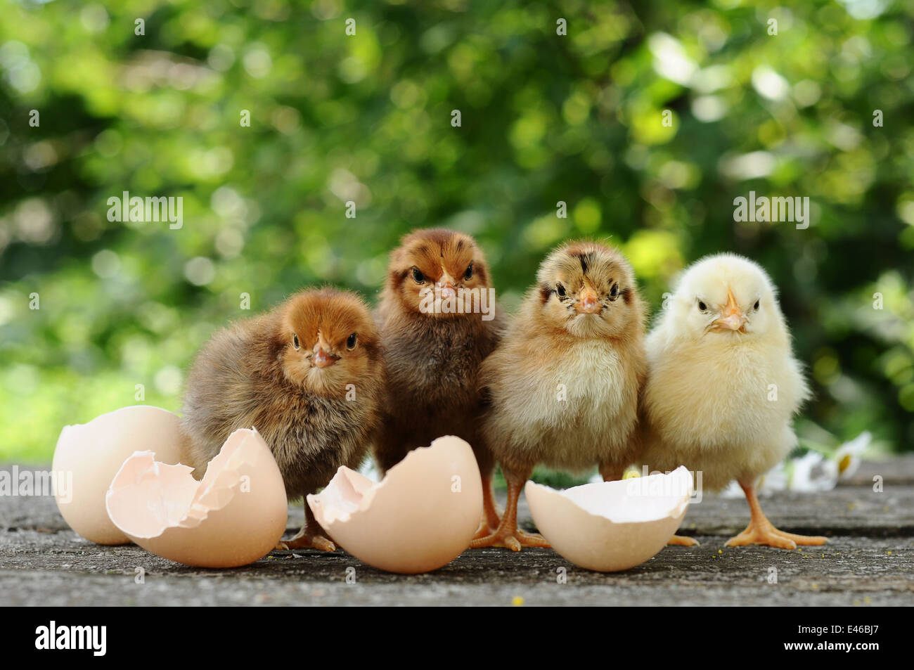 Pollo neonato tratteggiata soffici gusci uovo vuoto estate natura uccelli animali giorno uova di pollo divertente gruppo azienda fiori Foto Stock