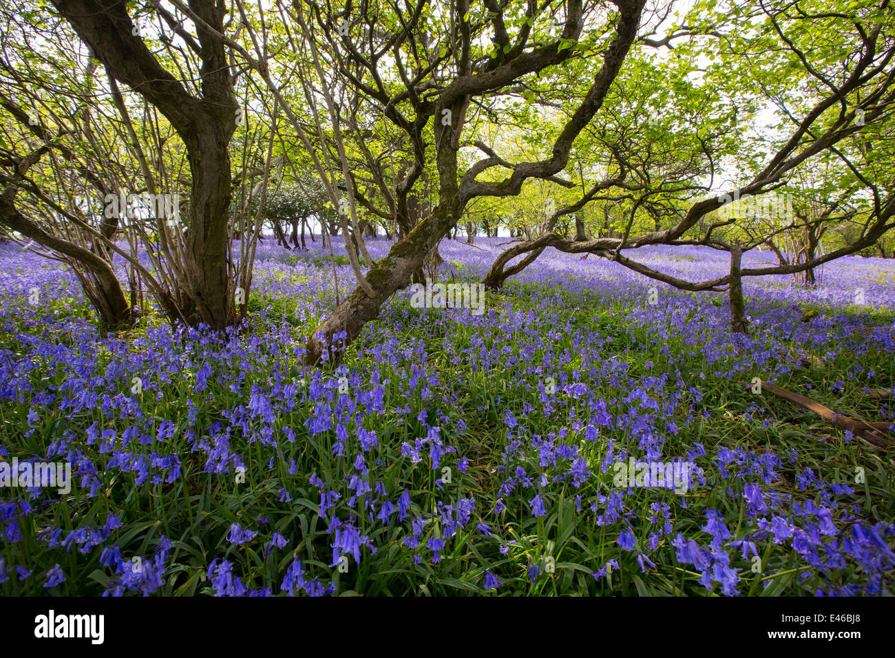 Bluebells crescendo su una collina calcarea in Yorkshire Dales National Park, Regno Unito. Foto Stock