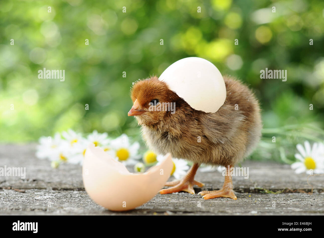 Pollo neonato tratteggiata soffici gusci uovo vuoto estate natura uccelli animali giorno uova di pollo divertente gruppo azienda fiori Foto Stock