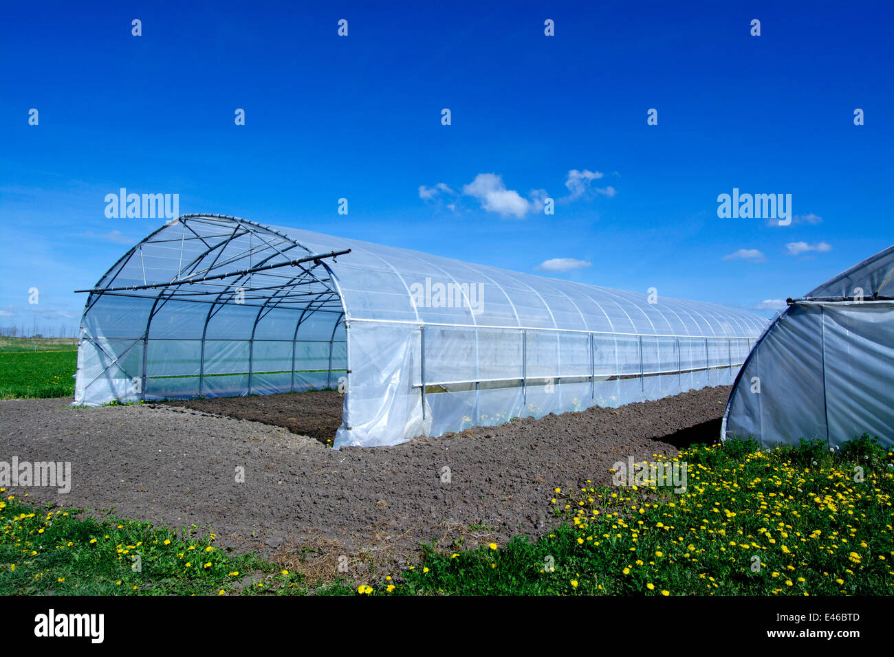 Agricola serra polytunnel / cloche in un campo Foto Stock