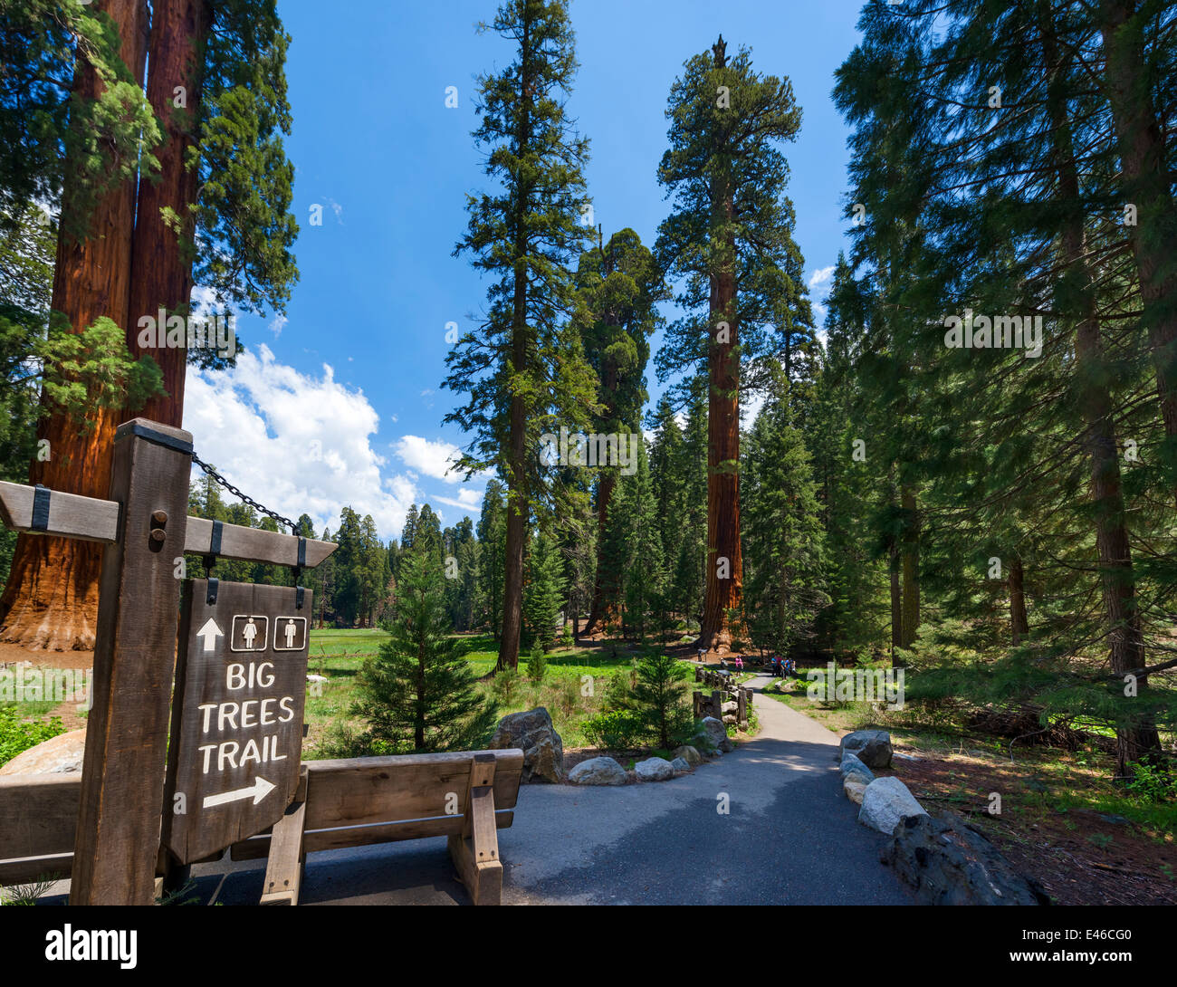 Big Trees Trail nel Parco Nazionale di Sequoia. Sierra Nevada, in California, Stati Uniti d'America Foto Stock