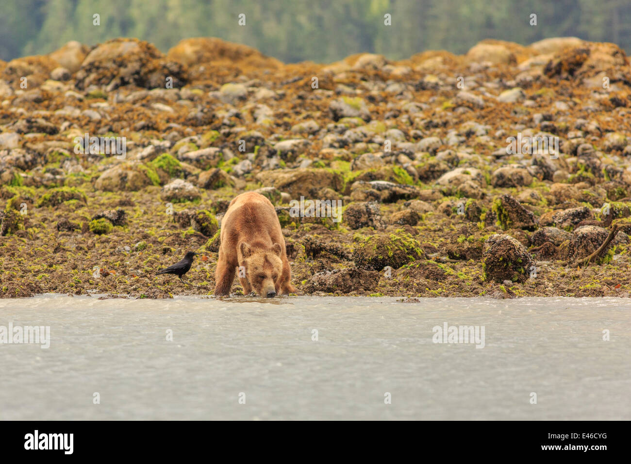 Gli orsi grizzly in ingresso del cavaliere, British Columbia. Foto Stock