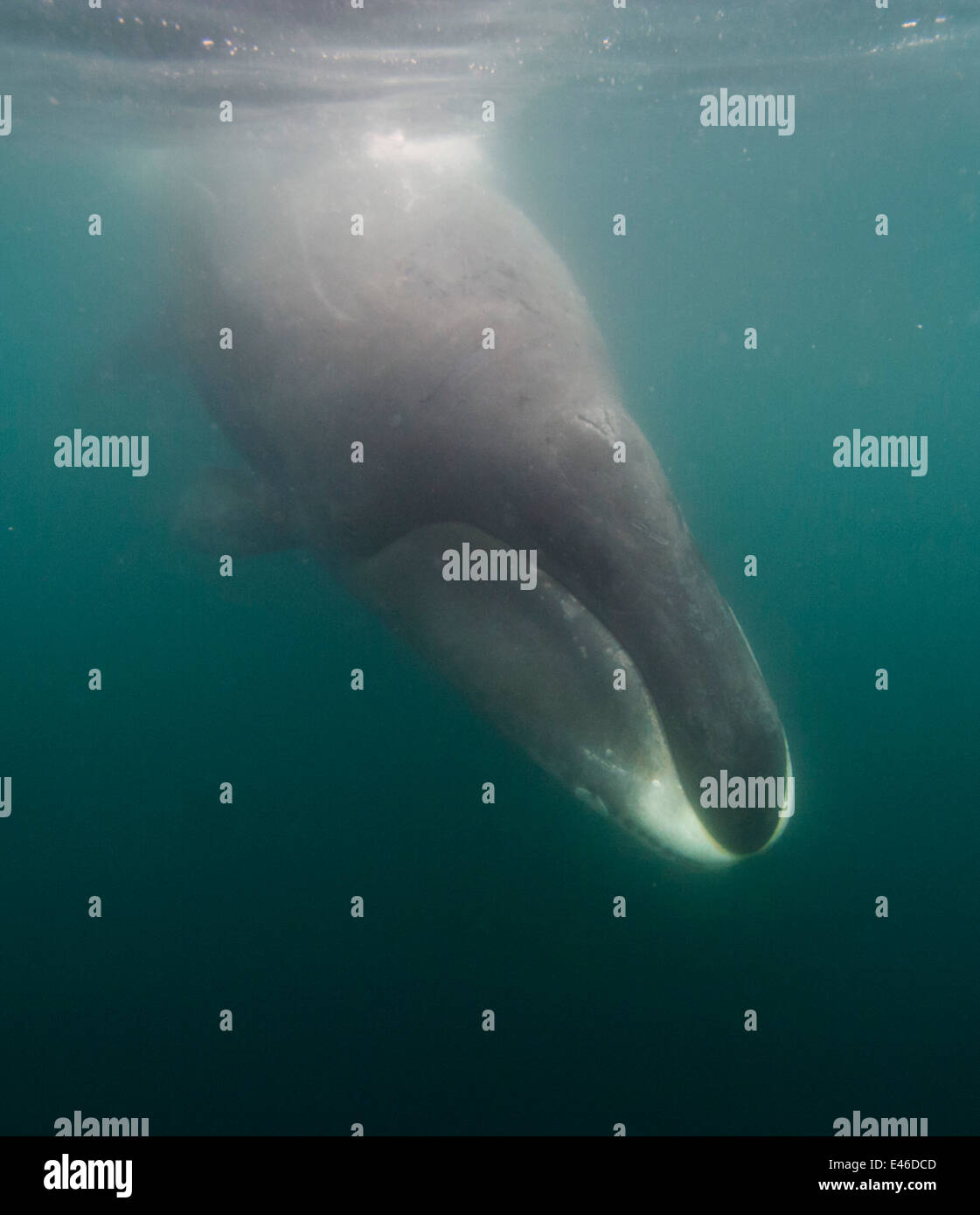 Bowhead Whale (Balaena mysticetus) immersioni dalla superficie di alimentazione su simili a gamberetti di crostacei e di piccoli pesci in mare di ghiaccio. Foto Stock