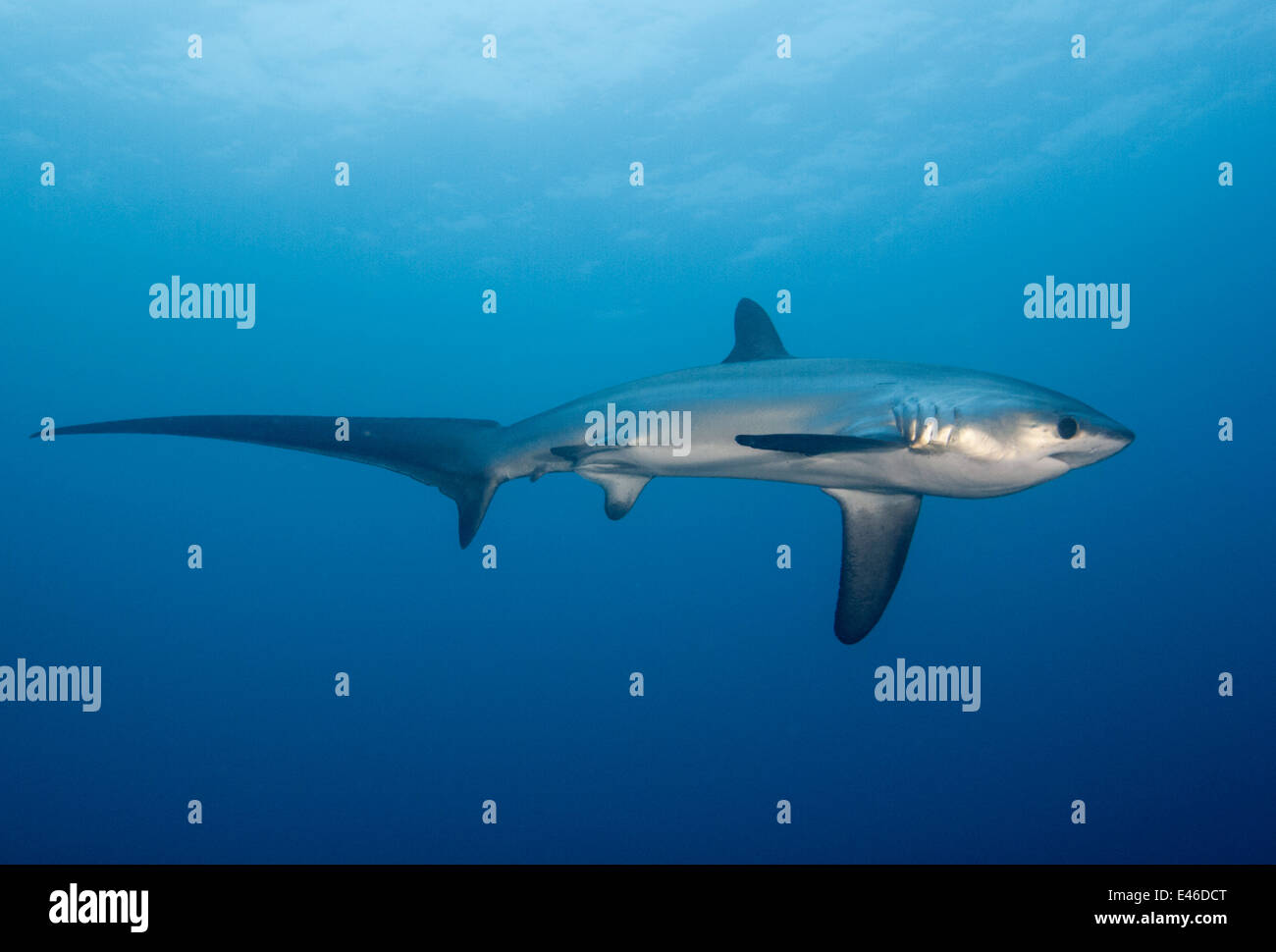 Apparato trebbiante pelagiche Shark (Alopias pelagicus) Filippine Malapascua Island Foto Stock