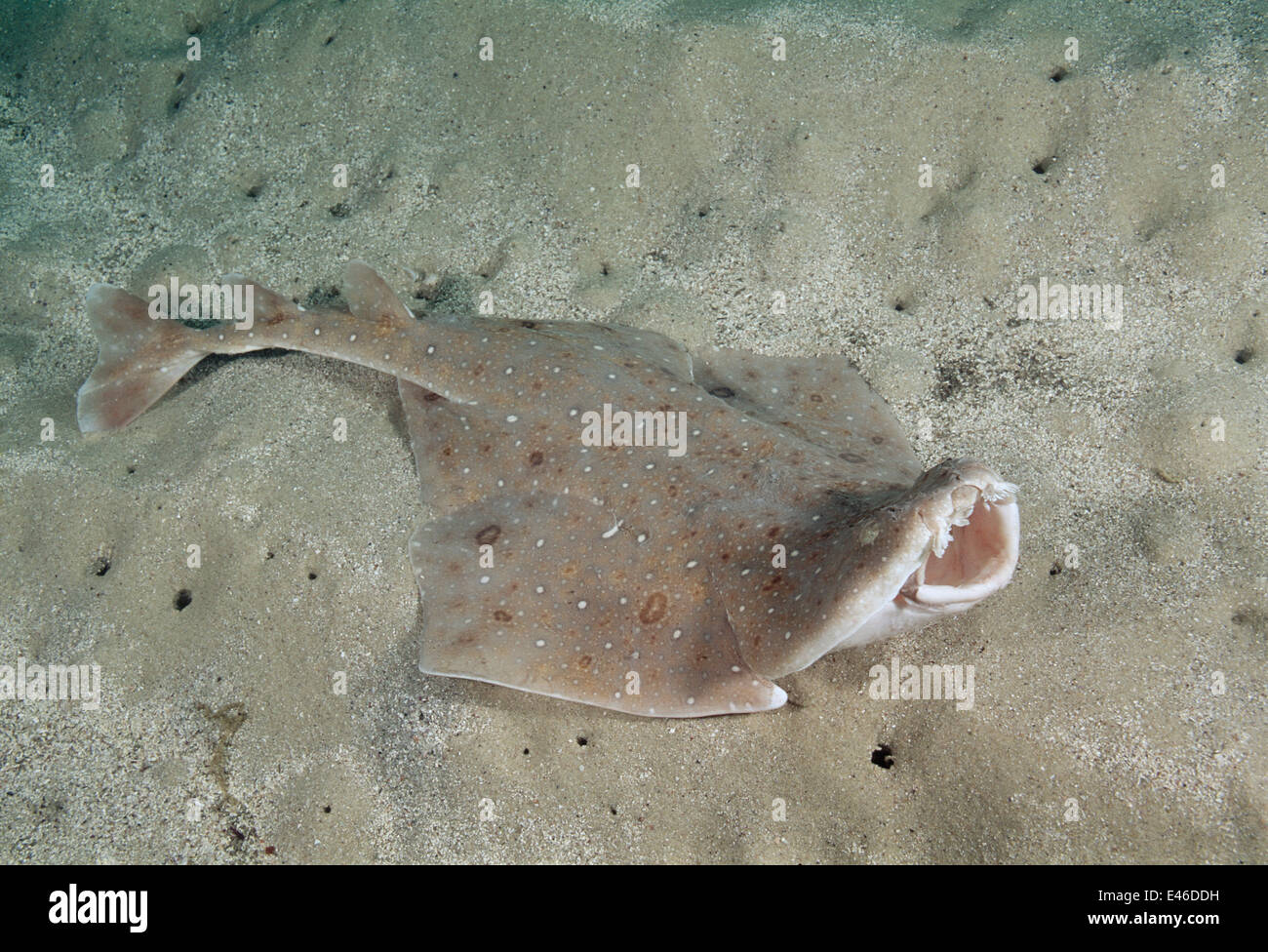 Eastern squali angelo (Squatina albipunctata) in alimentazione e minaccia la postura. Mondi prima fotografie subacquee di questa specie. Foto Stock
