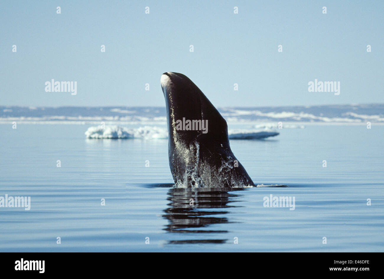 Bowhead Whale (Balaena mysticetus) violare. Canada Igloolik Foto Stock