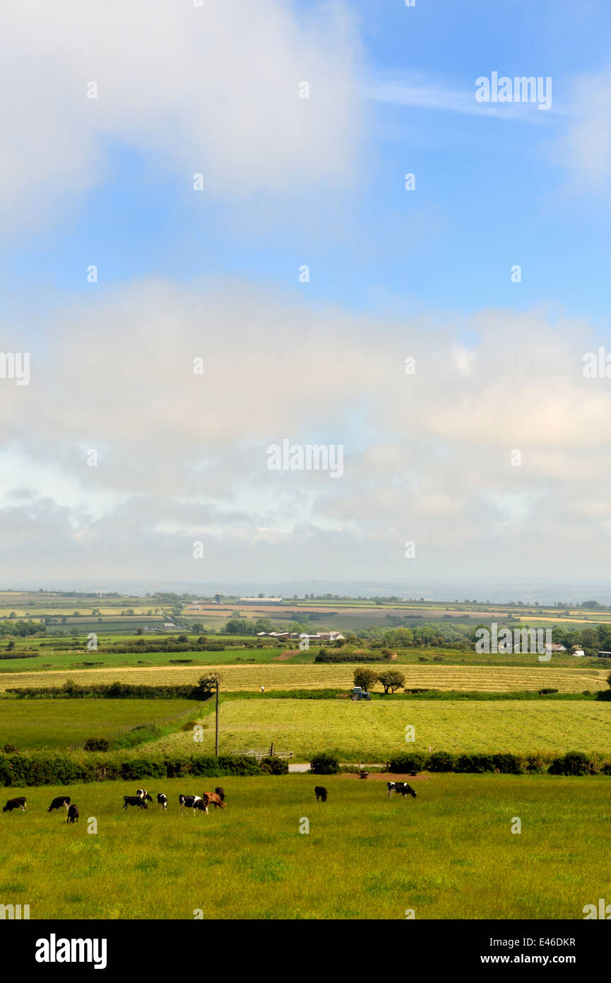 Campo azienda agricola con allevamento di bestiame da latte di pascoli e di visualizzare a mosaico di campi al di là, Penfeldr. Pembrokeshire, Wales, Regno Unito Foto Stock