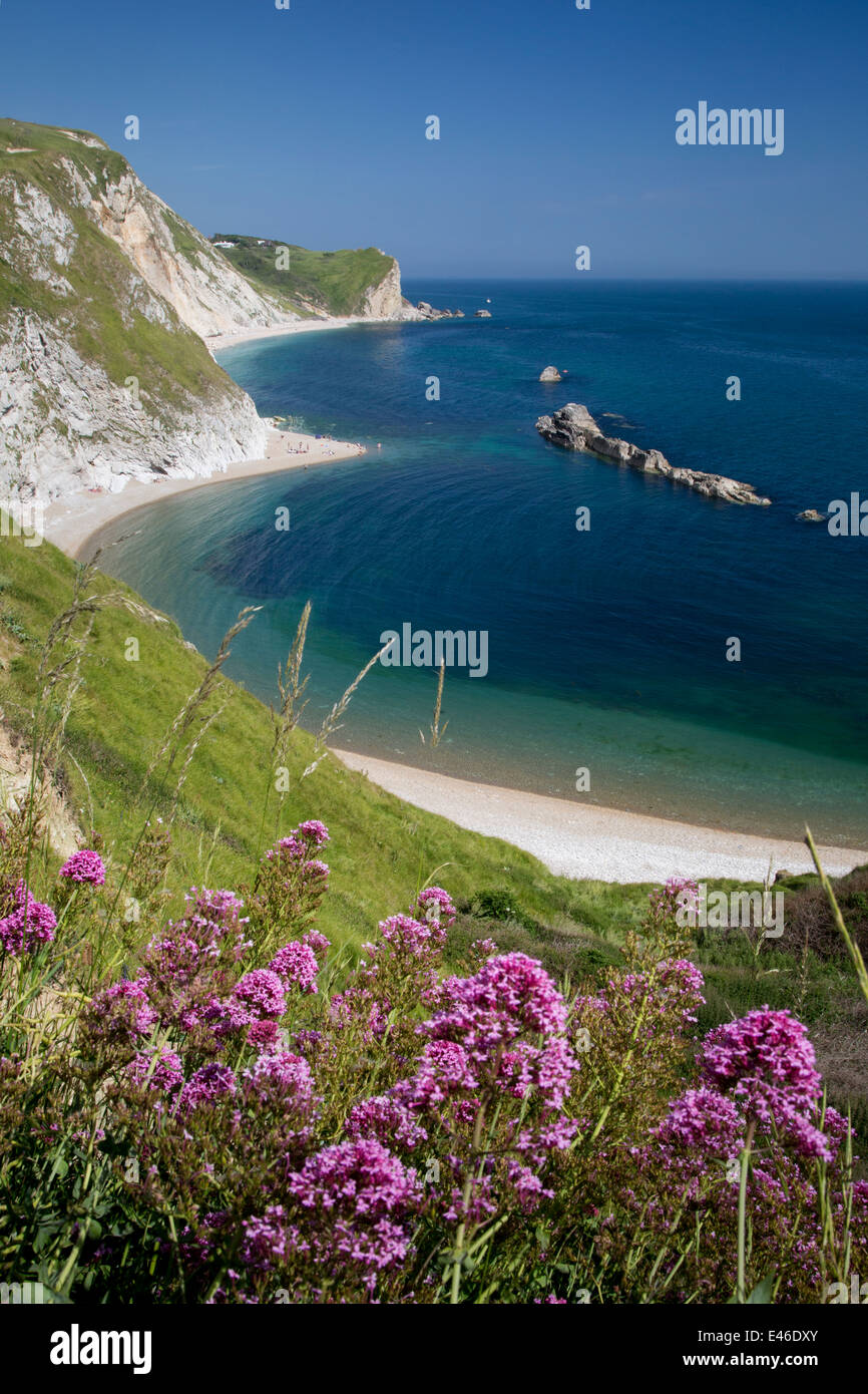 Fiori Selvatici al di sopra di Man o War Bay lungo la Jurassic Coast, Dorset, Inghilterra Foto Stock