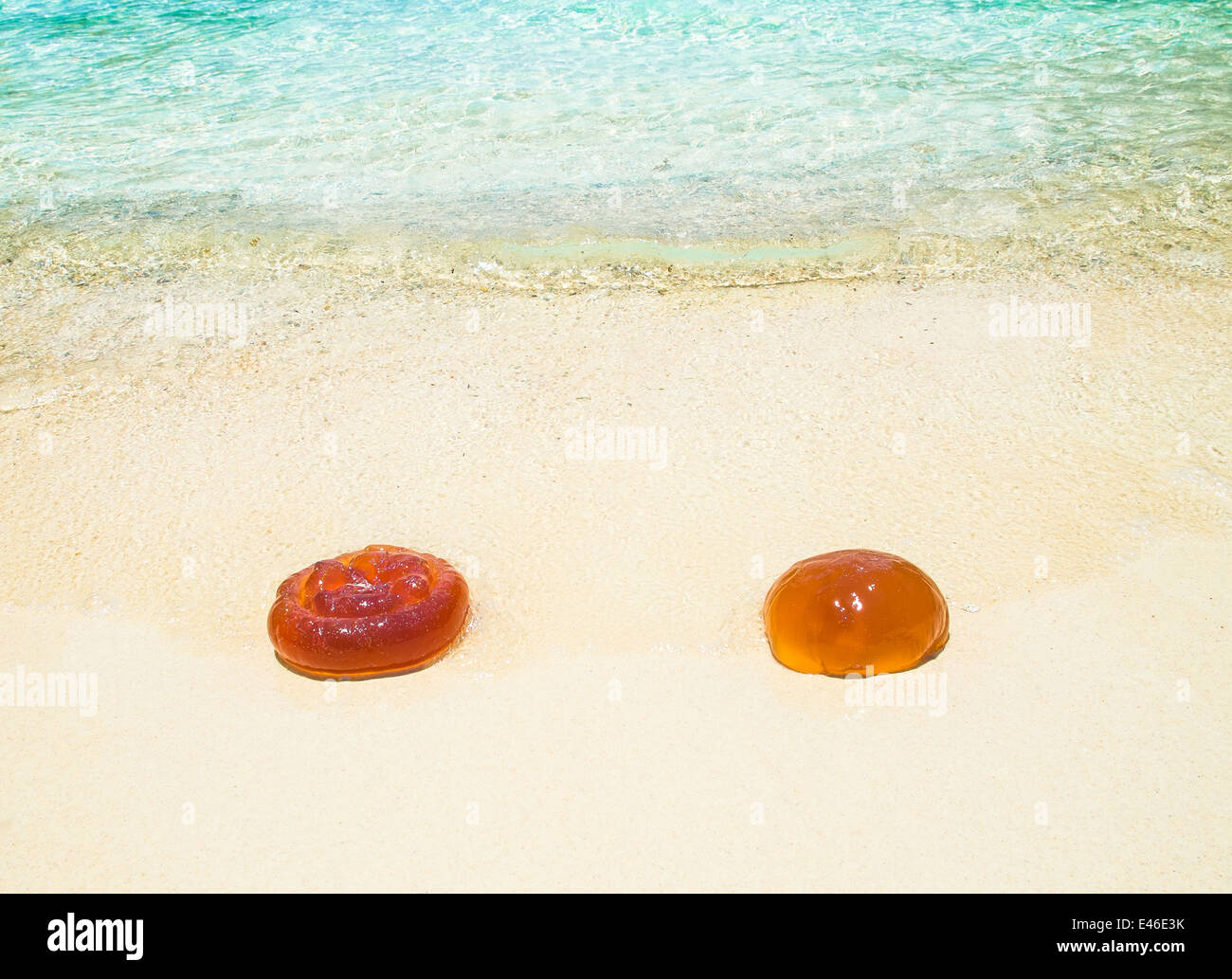 Due meduse arancione su una spiaggia di sabbia bianca Foto Stock