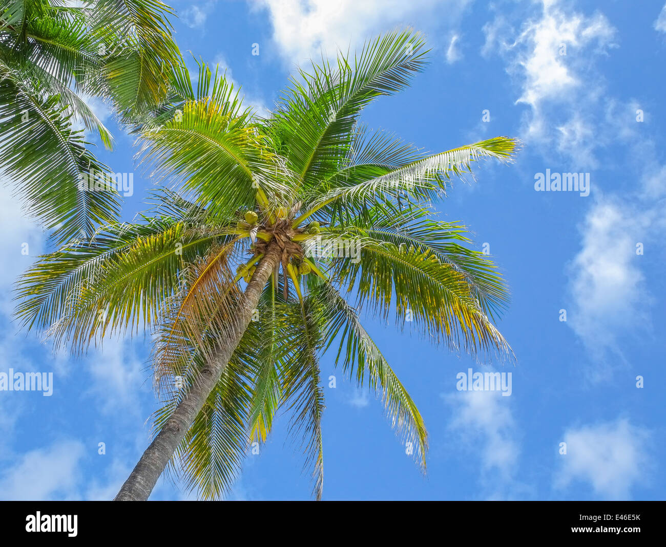 Palme di cocco sul cielo azzurro sfondo, Filippine Foto Stock