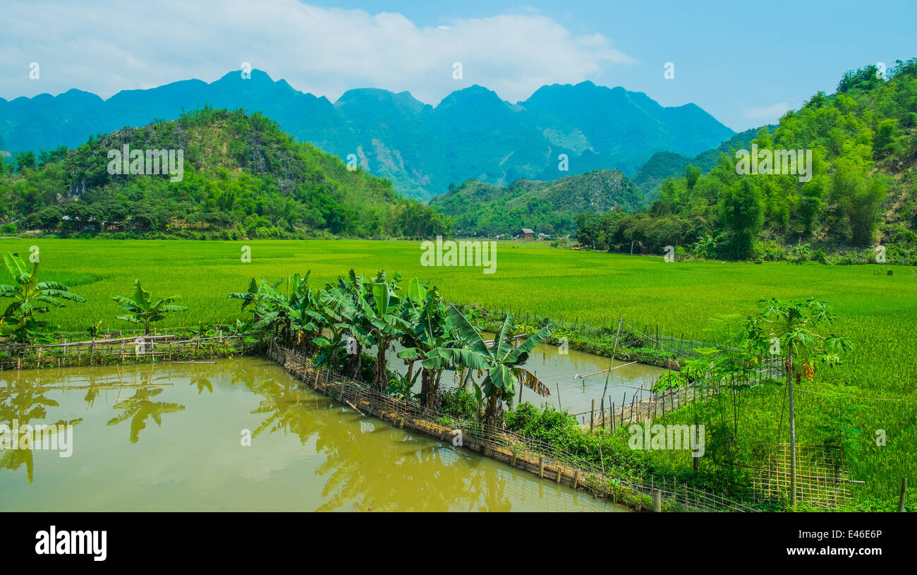 Paesaggio estivo con verde campo di riso e montagne, Vietnam Foto Stock