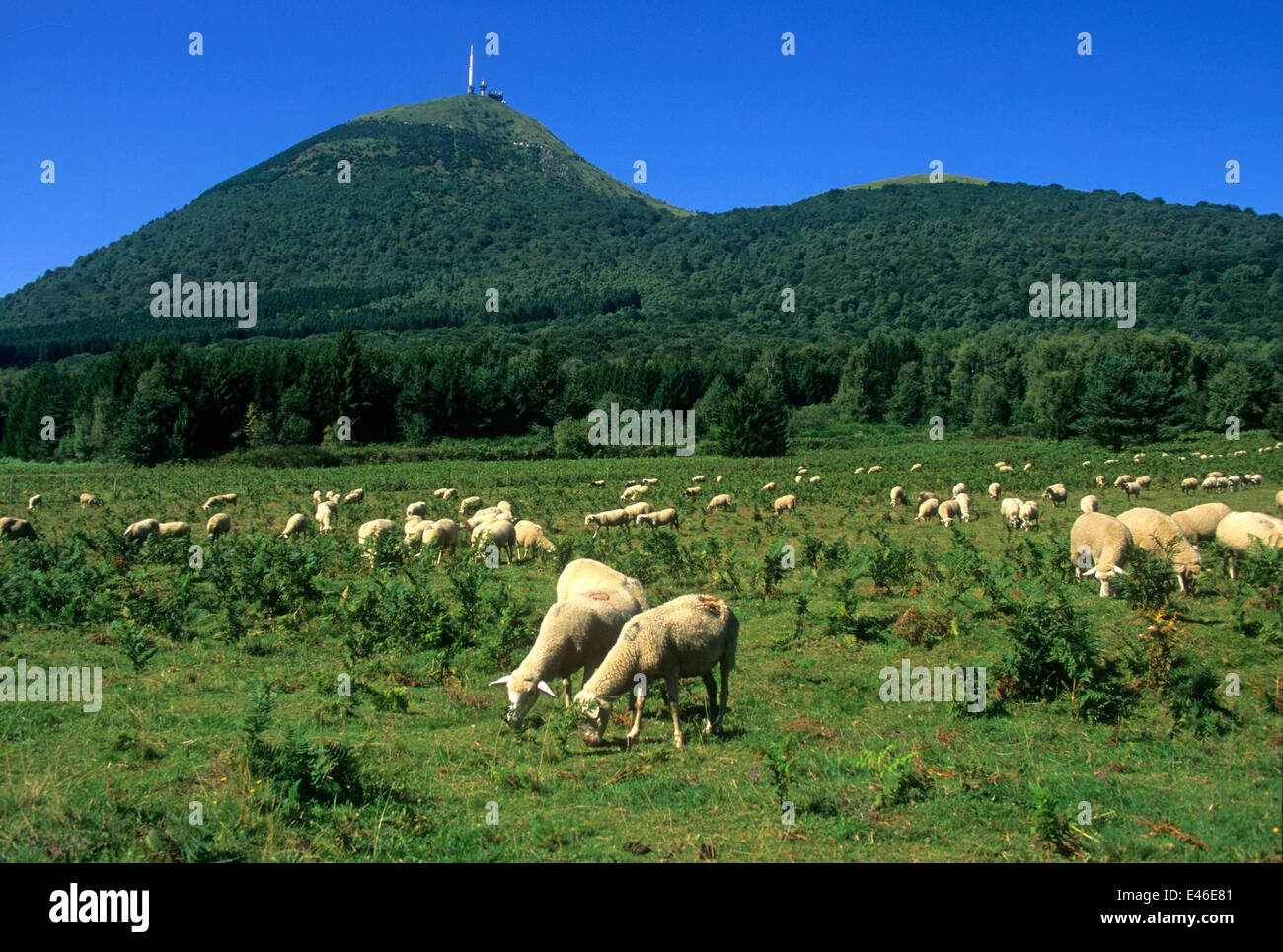 Puy de Dome mountain con il gregge di pecore, Parco Regionale dei Vulcani, Auvergne, Francia Foto Stock