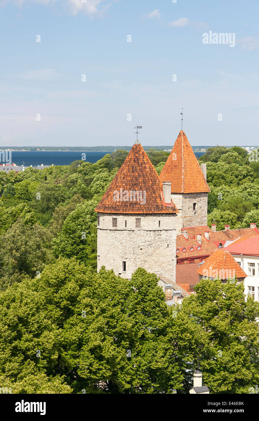Cannon torri della cortina muraria a Tallinn in Estonia Foto Stock