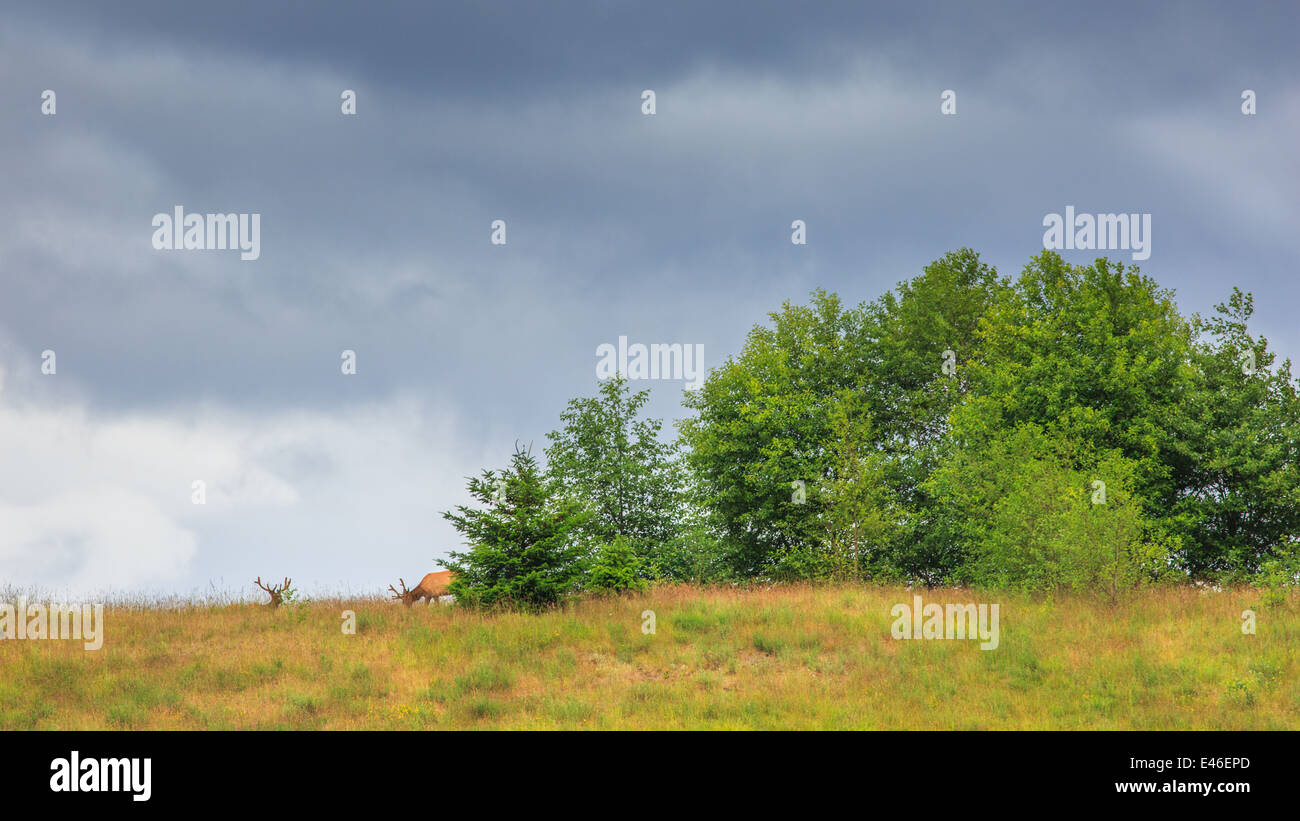 Roosevelt Elk nel selvaggio sull'Isola di Vancouver, British Columbia. Foto Stock