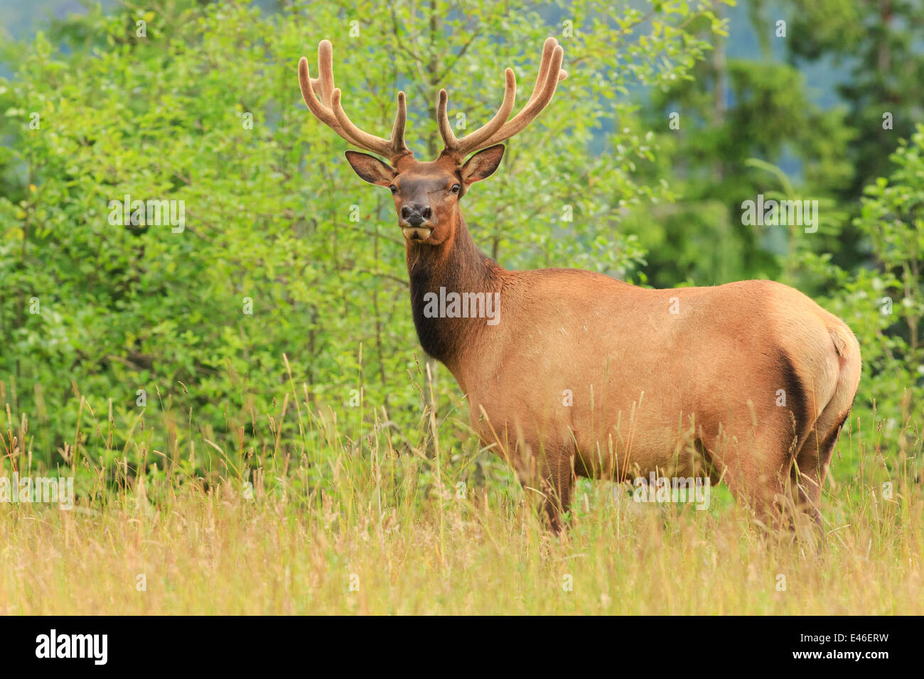 Roosevelt Elk nel selvaggio sull'Isola di Vancouver, British Columbia. Foto Stock