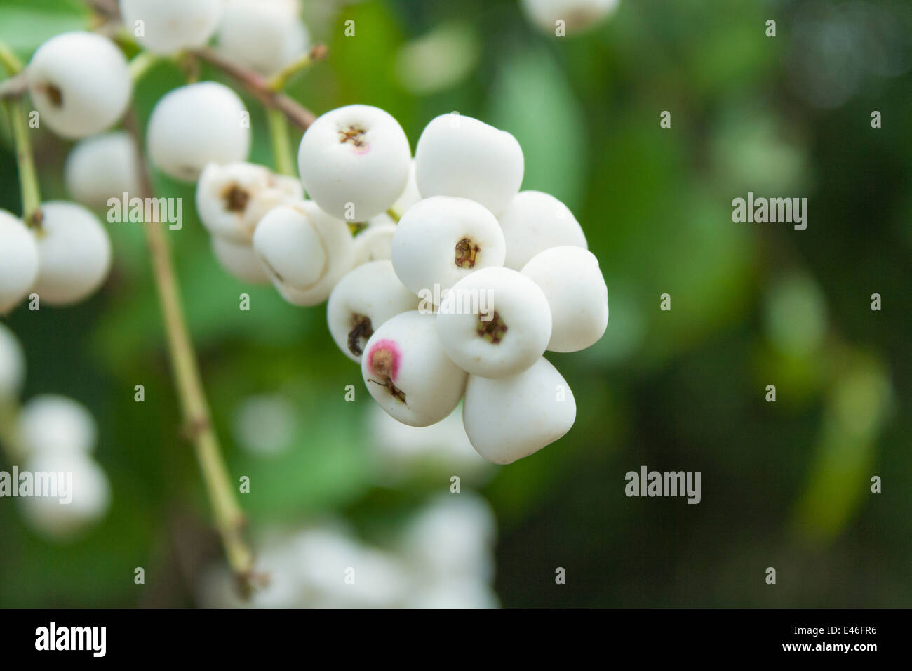 Syzygium gratum (Wight) S.N. Mitra var. gratum Foto Stock