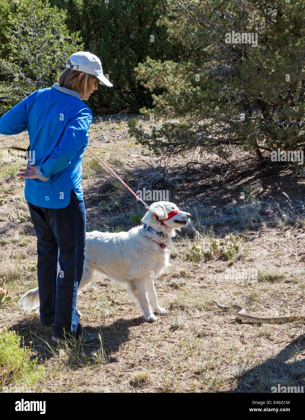 Proprietario femmina con color platino Golden Retriever cane in evasione di serpente workshop. Foto Stock
