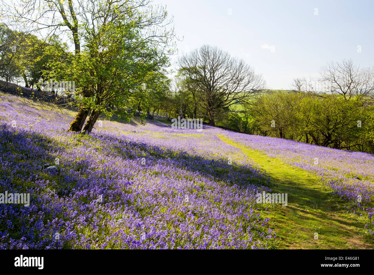 Bluebells e Hazel coppicing cresce su una collina calcarea in Yorkshire Dales National Park, Regno Unito. Foto Stock