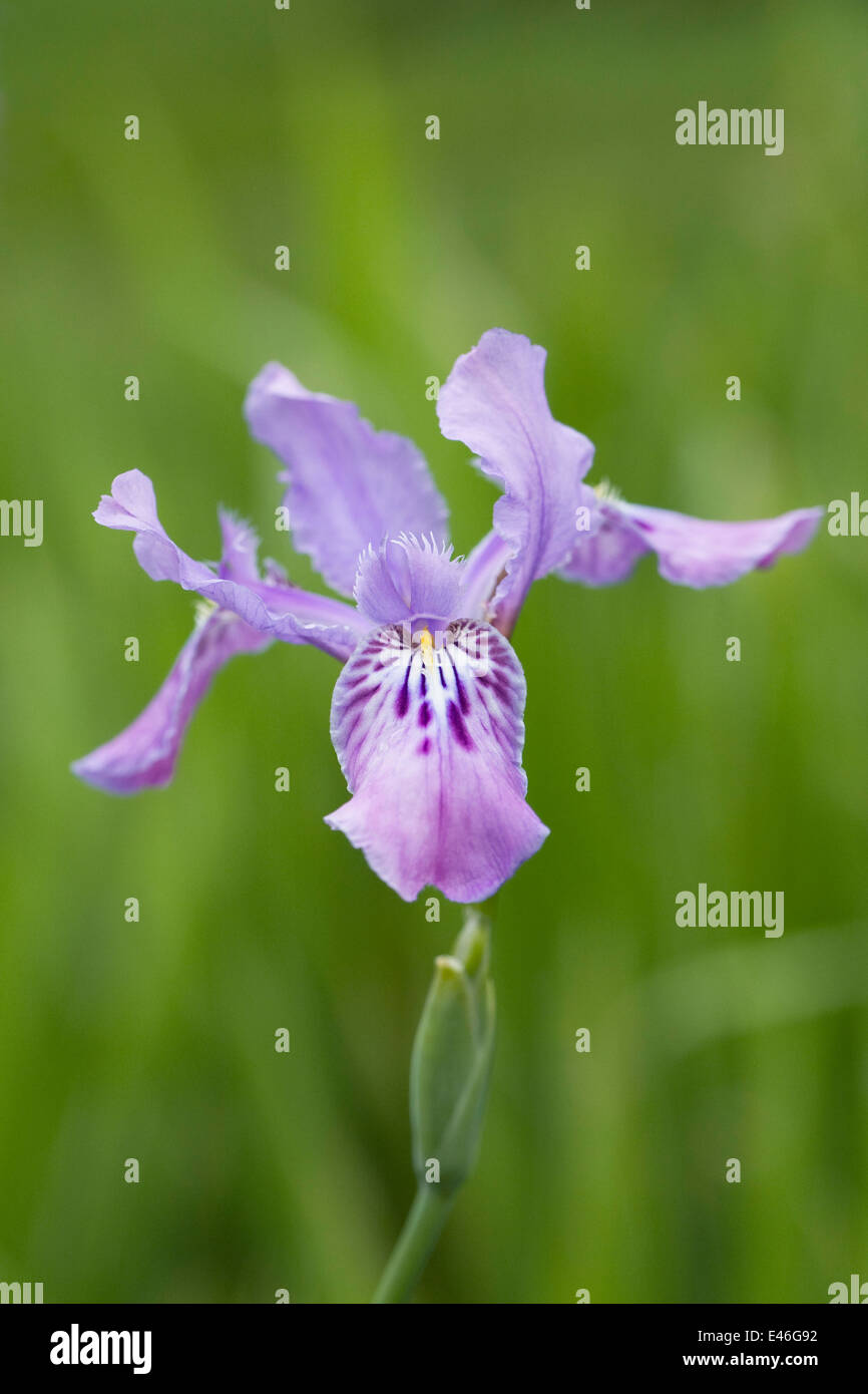 Iris milesii. Acqua Bird Iris. Foto Stock