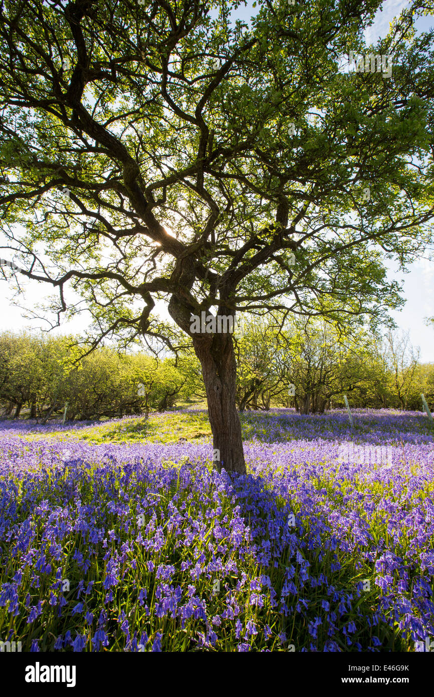Bluebells e un albero di biancospino che cresce su una collina calcarea in Yorkshire Dales National Park, Regno Unito. Foto Stock