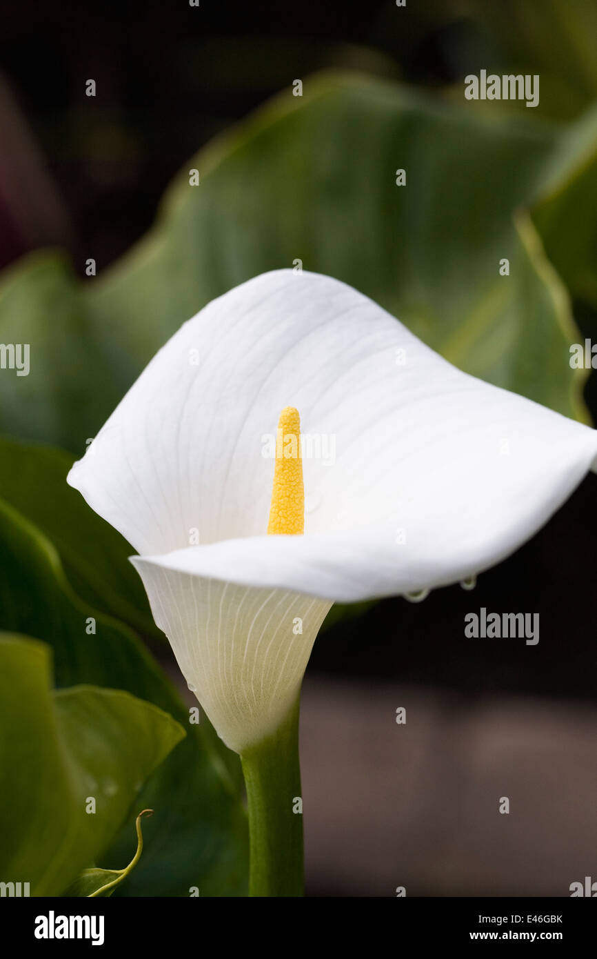Zantedeschia aethiopica. Arum lily fiore. Foto Stock