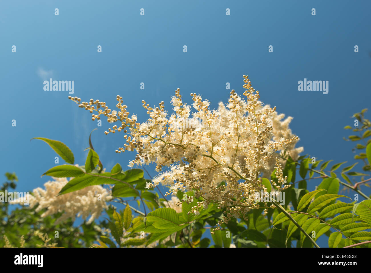 Billowy abbondante spray bianco fiore fiorisce molto fine cluster delicati fiori Sorbaria sorbifolia False Spiraea Foto Stock