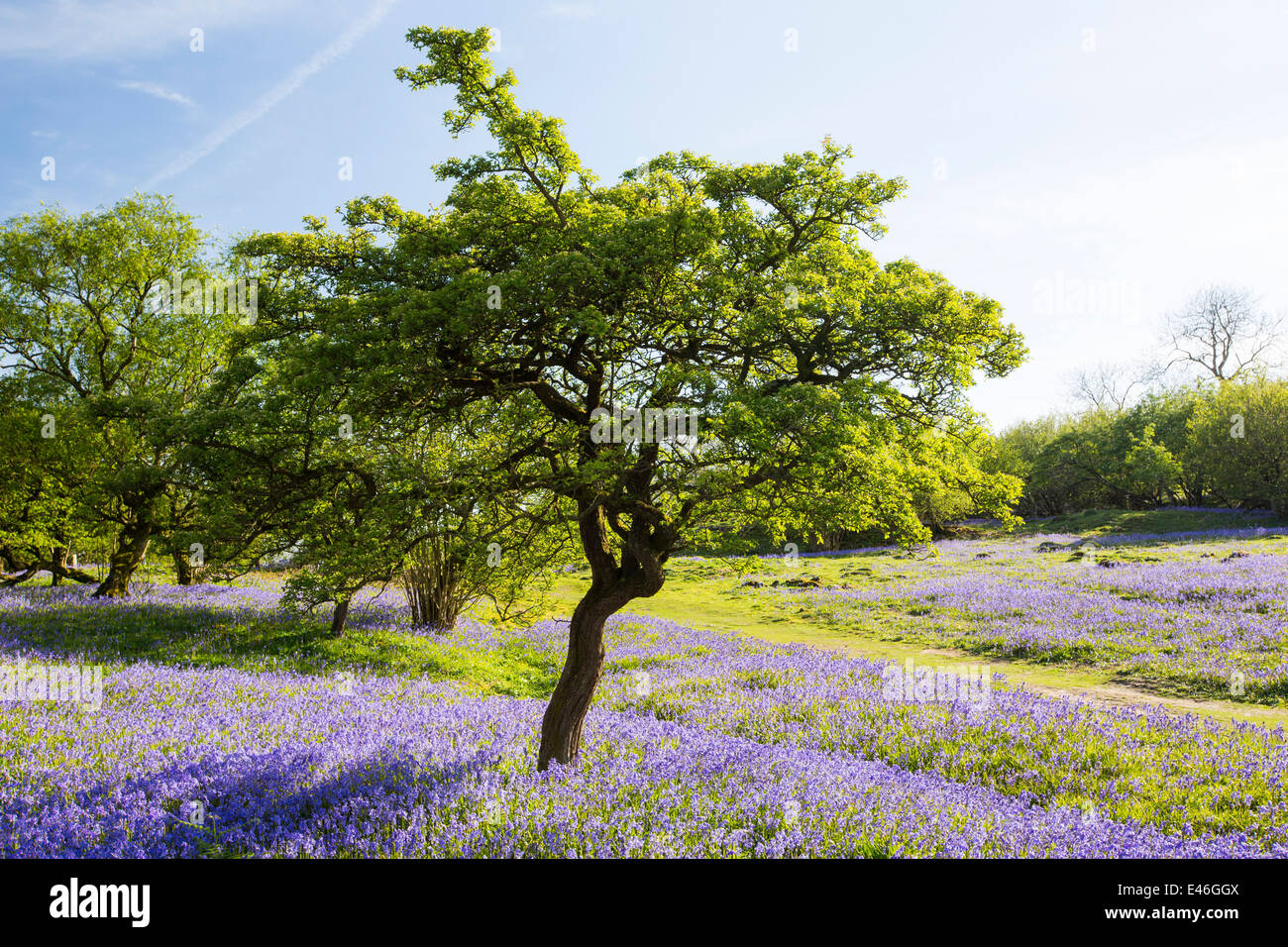 Un Albero di biancospino crescente tra Bluebells su una collina calcarea in Yorkshire Dales National Park, Regno Unito. Foto Stock