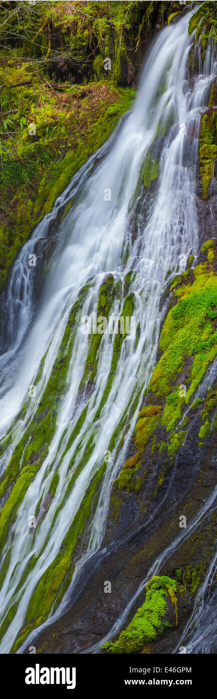 Gifford Pinchot National Forest, WA: Panther Creek Falls Foto Stock