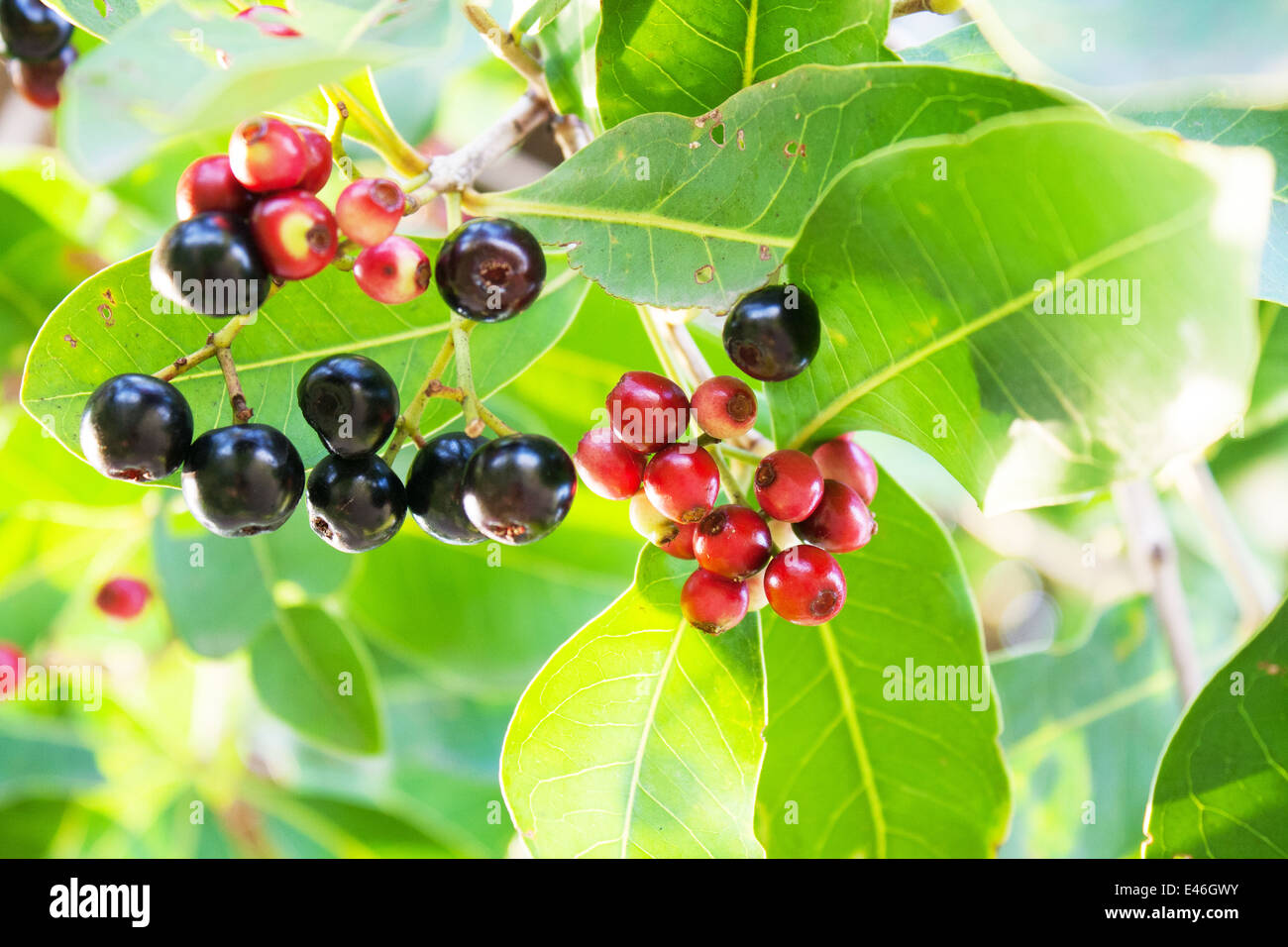 Jambolan prugna, Java prugna (Syzygium cumini) Foto Stock