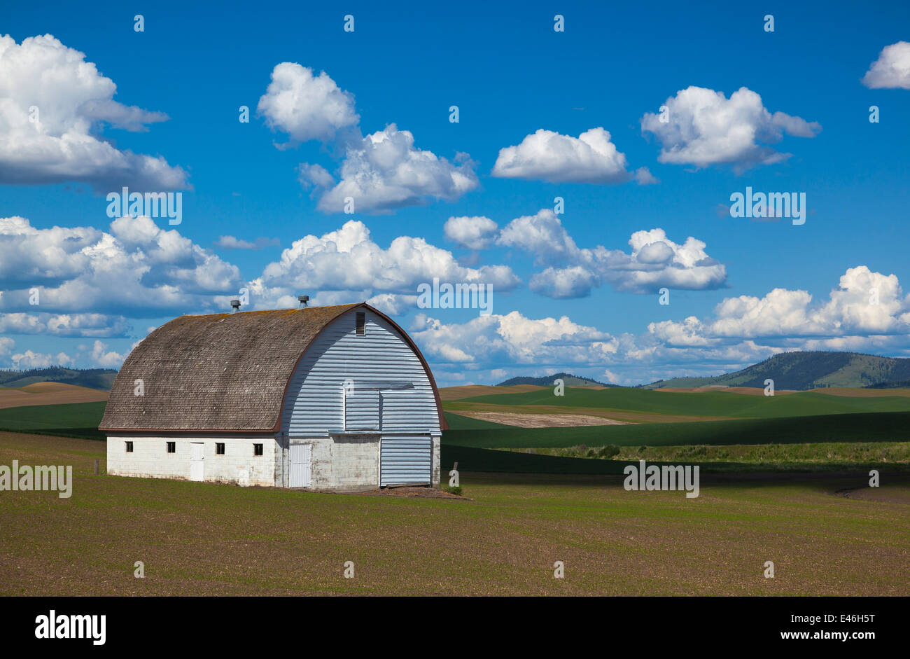 Il Palouse, Whitman County, WA: White Barn impostato nella laminazione campi di grano Foto Stock