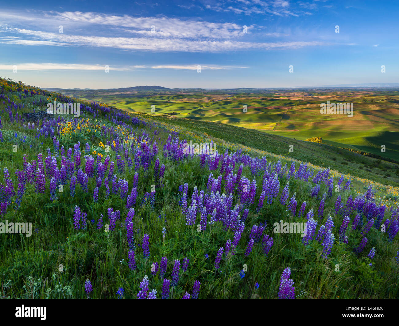 Il Palouse, Whitman County, WA: fioritura di lupino su Steptoe Butte con il verde delle colline della Palouse Paese Foto Stock