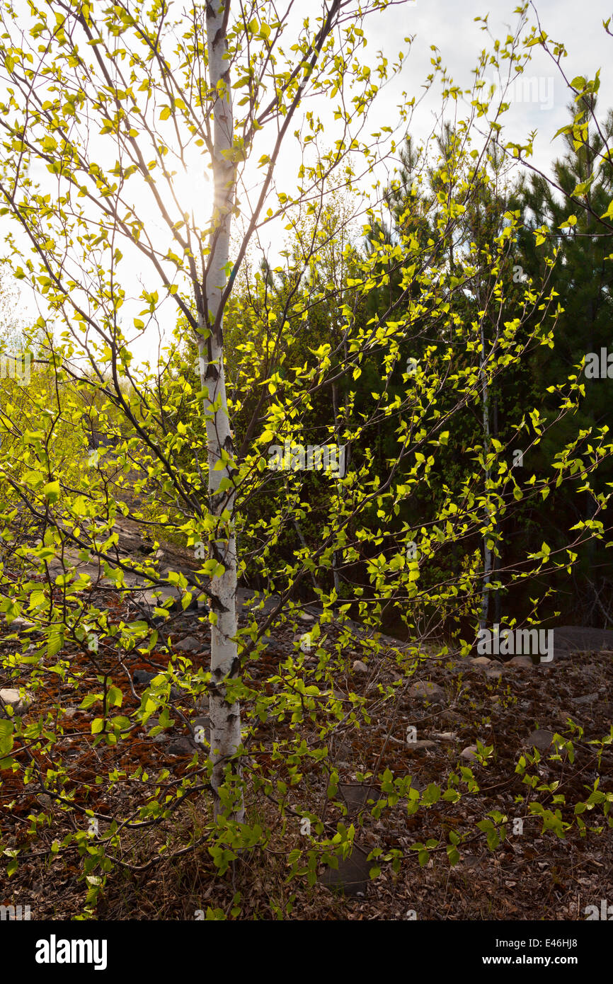 Una betulla con pochissime foglie causati da inquinamento di Sudbury vicino la Vale le operazioni di data mining. Sudbury, Ontario, Canada. Foto Stock